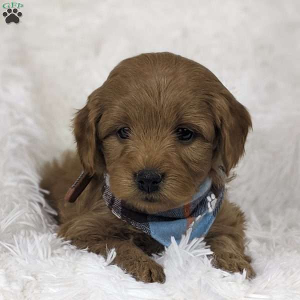 Beau, Mini Goldendoodle Puppy